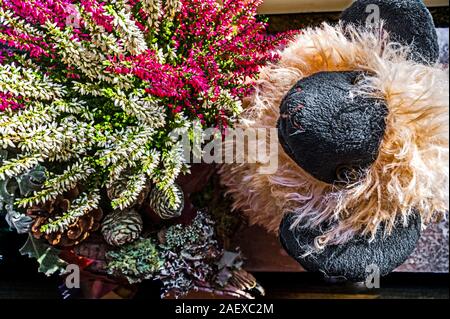 Lueneburg heath: Foto Stock