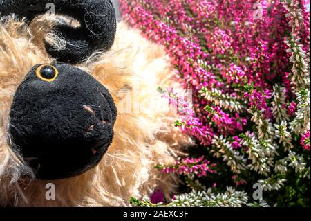 Lueneburg heath: Foto Stock