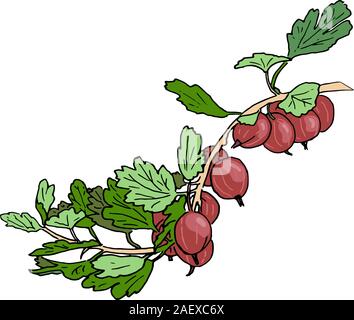 Fresche e mature porpora viola uva spina e foglie su un ramo. Giardino. Mano bozzetto colorato stile penna a inchiostro illustrazione vettoriale Illustrazione Vettoriale