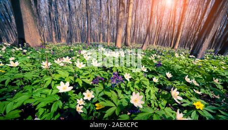 In fiore fiori di anemone nella foresta. Molla di sole scena nel bosco. Variopinto panorama di sunrise, ampio angolo. Foto Stock