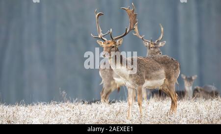 Allevamento di daini in inverno con il gelo di copertura di erba secca in natura Foto Stock