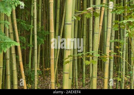 Un vivace boschetto verde di bambù (Phyllostachys bambusoides, madake, gigante di legno di bambù, o giapponese di legno di bambù) in un giorno d'autunno. Foto Stock