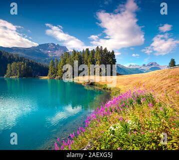 Colorato mattinata estiva sul lago Champferersee. Silvaplana villaggio della nebbia di mattina. Alpi, Svizzera, Europa. Foto Stock