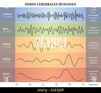 Cervello umano schema onde in cinque colori con spiegazioni - Lingua Francese Illustrazione Vettoriale