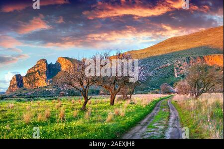 Mandorla Bloosoming giardino sul capo San Vito, Sicilia, Italia, Europa Foto Stock