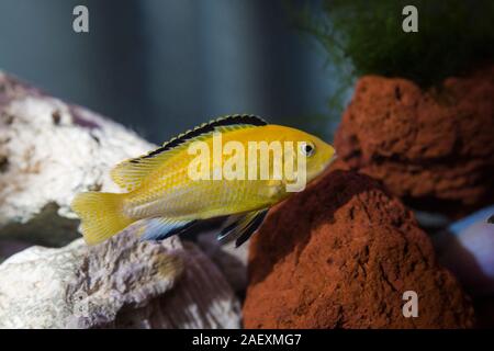 African Cichlids Aquarium Foto Stock