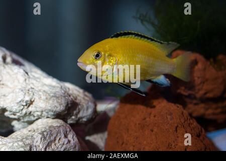 African Cichlids Aquarium Foto Stock