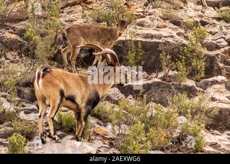 Capra pyrenaica pyrenaica, Southeastern spagnolo stambecchi pascolano sul fianco della montagna Foto Stock