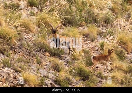 Capra pyrenaica pyrenaica, Southeastern spagnolo stambecchi pascolano sul fianco della montagna Foto Stock