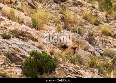 Capra pyrenaica pyrenaica, Southeastern spagnolo stambecchi pascolano sul fianco della montagna Foto Stock