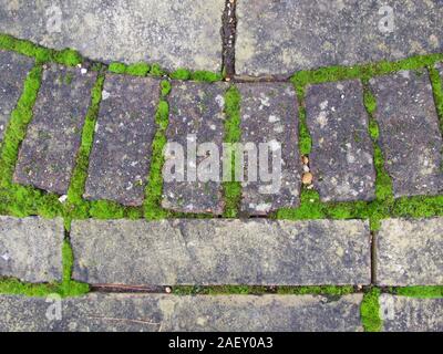 Moss crescente tra i blocchi e paviours sul patio Foto Stock