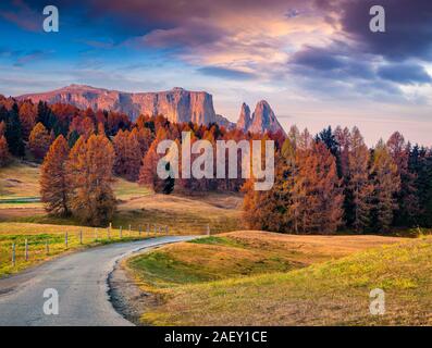 Incredibile scena all'aperto in Alpe di Siusi Altopiano con un bel colore giallo i larici e dello Sciliar (Sciliar) Mountain sullo sfondo. Colori d'autunno mornin Foto Stock