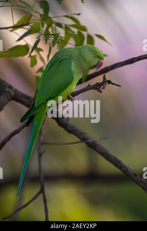 Indian Ring-Necked pappagalli a ponte Kadugodi Bangalore in India Foto Stock