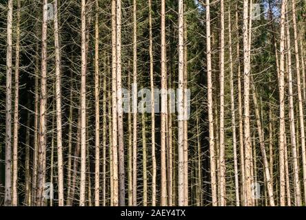 Danni forestali a causa della siccità e gli scolitidi in Germania Foto Stock