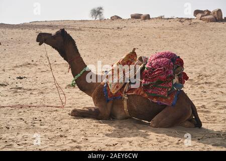 Un appoggio di cammello nel deserto del Thar in attesa per la prossima corsa Foto Stock