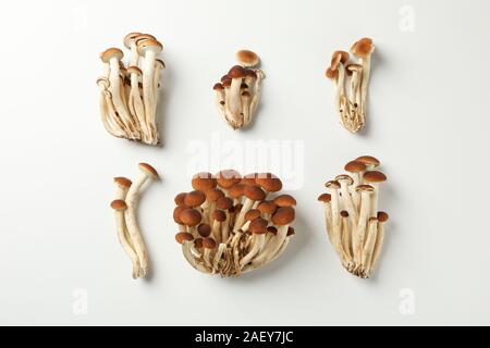Lay piatto con miele agaric funghi su sfondo bianco, vista dall'alto Foto Stock