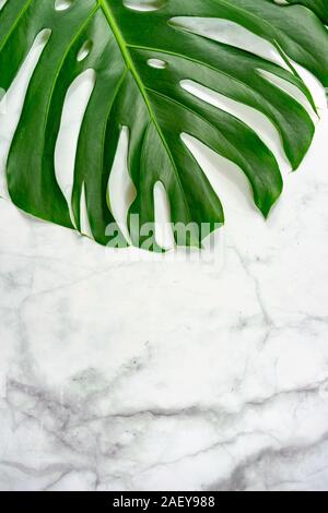 Monastera philodendron foglie su sfondo marmo design naturale concetto di sfondo . Foto Stock