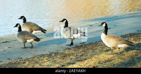 Pekin central park Foto Stock