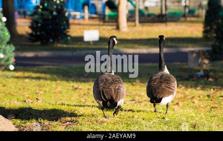 Pekin central park Foto Stock