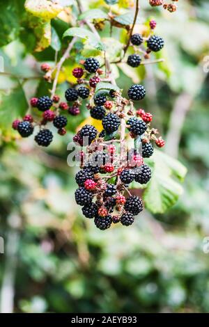 Un cluster di più mature blackberry Rubus frutti intervallati con rosso di bacche di maturazione su un rovo stelo in una siepe britannico Foto Stock