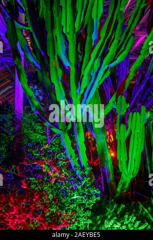 Cactus colorati in serra al Glow 2019, RHS Wisley vicino a Woking, Surrey, annuale appuntamento stagionale di illuminazioni nei giardini botanici Foto Stock