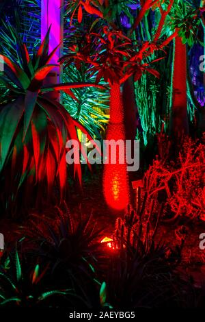 Cactus colorati in serra al Glow 2019, RHS Wisley vicino a Woking, Surrey, annuale appuntamento stagionale di illuminazioni nei giardini botanici Foto Stock