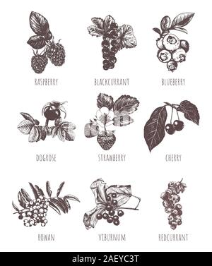 Raccolta di bacche illustrazione vettoriale Illustrazione Vettoriale