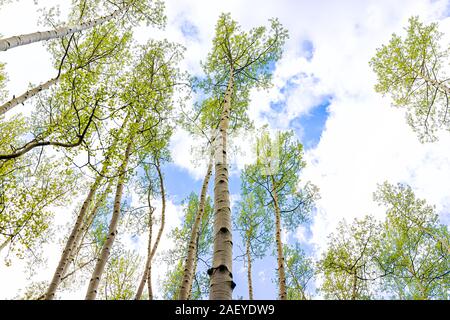 Aspen alberi forestali grove pattern in estate a basso angolo di vista guardando il cielo nel sentiero Snodgrass a Mount Crested Butte, Colorado nella Foresta Nazionale par Foto Stock