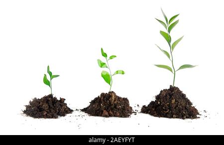 Alberelli su sfondo bianco Foto Stock