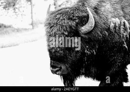 Il bisonte americano di Yellowstone in bianco e nero Foto Stock