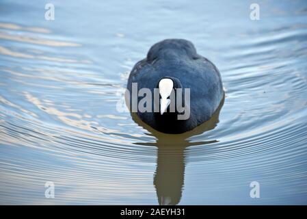 Un Eurasian folaga (fulica atra) Nuoto con increspature dell acqua e riflessioni e mostra gli occhi e bianco scudo frontale e il becco, Berkshire, Novembre Foto Stock