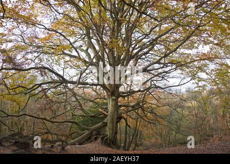 Grande vecchio faggio (Fagus sylvatica) con colori autunnali e alcuni grandi rami spezzati, tra foglie cadute su heathand, Berkshire, Novembre Foto Stock