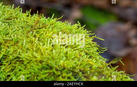 Una chiusura di muschio che cresce su un ramo di decadimento nel bosco Foto Stock