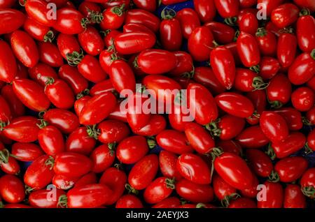 Primo piano di Roma tomatos ( Solanum lycopersicum ) Foto Stock