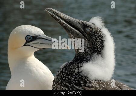 Adulto Gannett & neonata o giovani Gannett, settentrionale Sule, Morus bassanus Foto Stock