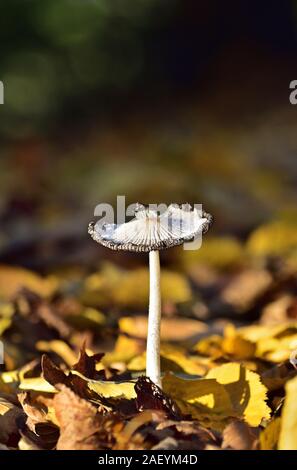 Coprinellus micaceus o mica fungo tappo Foto Stock