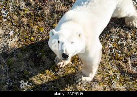 Orso polare (nome scientifico: Ursus maritimus) nell'estremo nord canadese. Churchill, Manitoba. Foto Stock