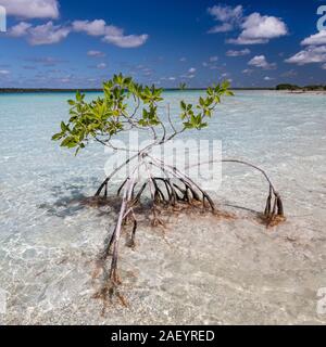 Un impianto di mangrovie in i pirati canale, Bacalar, Quintana Roo, Messico. Foto Stock