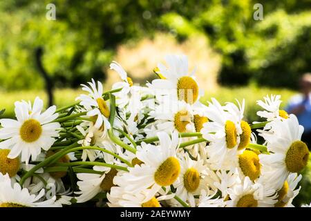 Heap di fiori di camomilla o oxeye daisy su un sfocata giardino verde sullo sfondo Foto Stock