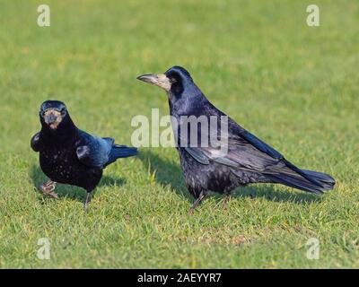 Rooks Corvus frugilegus alimentare east coast Norfolk Foto Stock