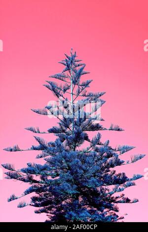 L'immagine verticale della Pop Art blu stile albero di Natale su sfondo rosa Foto Stock