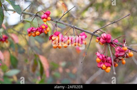 Rosa luminoso e mandrino arancione Berry su un ramo Foto Stock