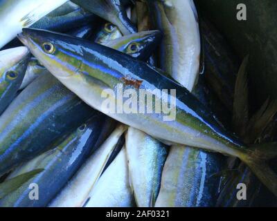 Appena catturati i capretti Limanda Seriola lalandi per la vendita ad un pesce di stallo in Mindoro island, Filippine Foto Stock