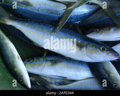 Appena catturati i capretti Limanda Seriola lalandi per la vendita ad un pesce di stallo in Mindoro island, Filippine Foto Stock