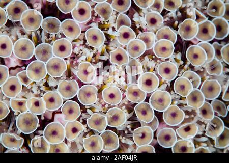 Dettaglio di un fiore urchin, Toxopneustes pileolus, subacquea nello stretto di Lembeh, Indonesia. Questo riccio è altamente aculei velenosi. Foto Stock