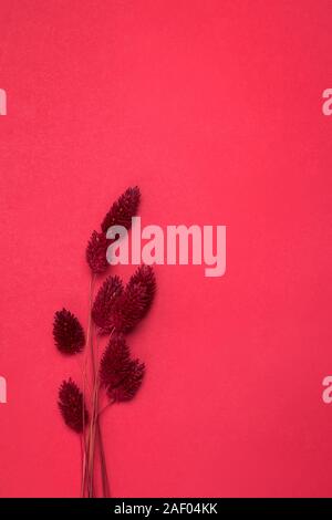 Grappolo di colore rosso fiori secchi su red backround con copia spazio. Minimalista composizione floreale. Foto Stock