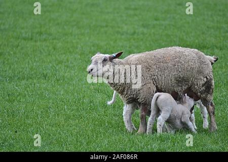 Madre di Texel pecore alimentare due agnelli Foto Stock