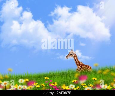 Giovani giraffe di riposo in un'erba in una giornata di sole Foto Stock