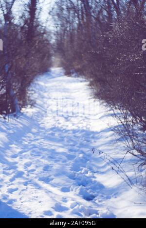 Winter forest with a snowy road, trees and branches in the ice. Foto Stock