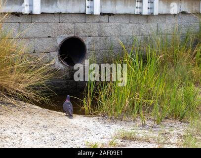 Bird in piedi da solo cercando in una tubazione di drenaggio Foto Stock